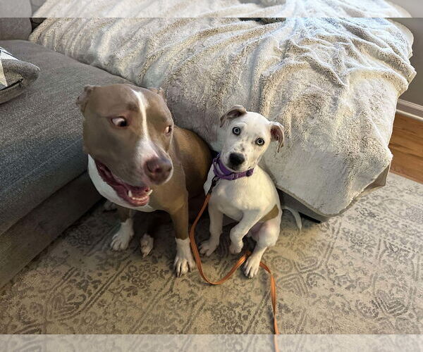 Medium Photo #6 Siberian Husky-Unknown Mix Puppy For Sale in GILBERTS, IL, USA