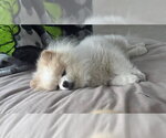 Small #3 Pomeranian