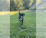 Small #2 Mutt
