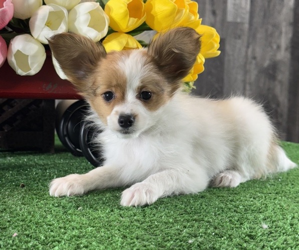 Medium Photo #5 Papillon Puppy For Sale in CANOGA, NY, USA