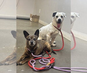 Chiweenie Dogs for adoption in Rockaway, NJ, USA