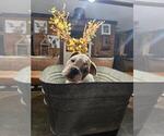 Puppy Puppy 2 English Bulldogge