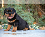 Small Photo #13 Rottweiler Puppy For Sale in MILLERSBURG, IN, USA