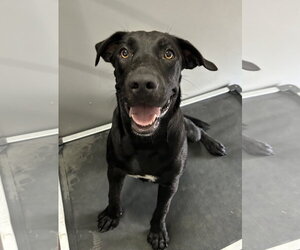 Coconut - Female Mutt Dog for Adoption - Photo #2