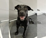Small #1 Mutt