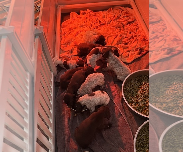 Medium Photo #1 German Shorthaired Pointer Puppy For Sale in WAXAHACHIE, TX, USA