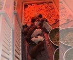 Litter of 5 - Male(s) and Female(s) German Shorthaired PointerLitter of Puppies for Sale - Small photo