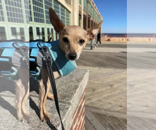 Medium Photo #10 Chihuahua Puppy For Sale in Oakhurst, NJ, USA