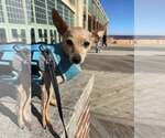 Small #9 Chihuahua