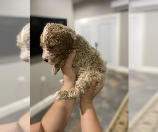 Medium Photo #2 Goldendoodle Puppy For Sale in FRANKSTON, TX, USA
