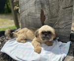 Image preview for Ad Listing. Nickname: Bella