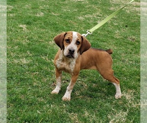 Beagle-English Bulldog Mix Puppy for sale in MANILLA, IN, USA