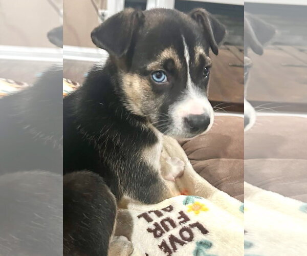 Medium Photo #13 Siberian Husky-Unknown Mix Puppy For Sale in Germantown, OH, USA