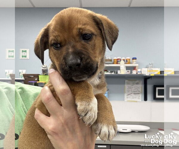 Medium Photo #2 Mutt Puppy For Sale in Washington, DC, USA