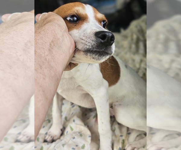 Medium Photo #5 Raggle Puppy For Sale in Wakefield, RI, USA