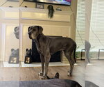 Small #3 Great Dane