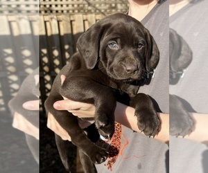 Medium German Shorthaired Lab