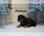 Small #7 Cavalier King Charles Spaniel
