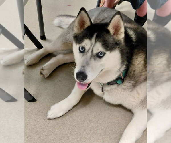 Medium Photo #4 Siberian Husky Puppy For Sale in South Bend, IN, USA