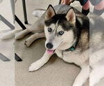 Small #3 Siberian Husky