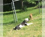 Small Photo #3 American Pit Bull Terrier Puppy For Sale in WESTHAMPTON, MA, USA