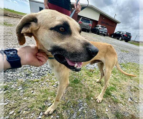 Medium Photo #3 Black Mouth Cur-Unknown Mix Puppy For Sale in Abbeville, LA, USA