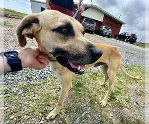 Winston - Male Black Mouth Cur-Unknown Mix Dog for Adoption - Photo #3