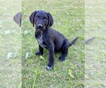 Small #4 Labrador Retriever Mix