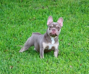 French Bulldog Puppy for sale in MIAMI, FL, USA