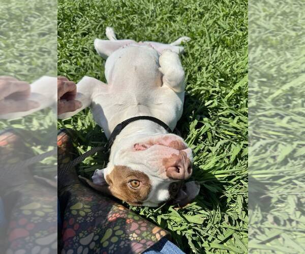 Medium Photo #3 Mutt Puppy For Sale in Abbeville, LA, USA