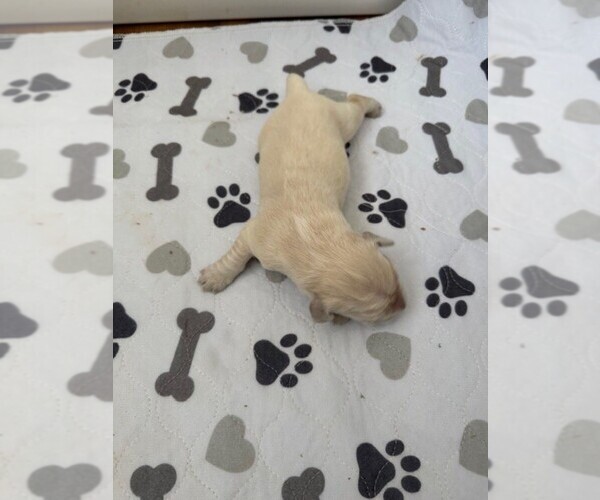 Medium Photo #1 Golden Retriever Puppy For Sale in MERCED, CA, USA