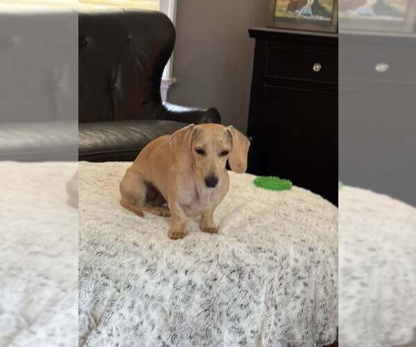 Medium Photo #1 Dachshund Puppy For Sale in Charlottesville, VA, USA