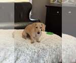 Small Dachshund