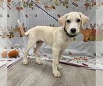 Small Photo #2 Golden Labrador Puppy For Sale in Attalka, AL, USA