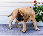 Small Photo #60 Mastiff Puppy For Sale in WAKARUSA, IN, USA