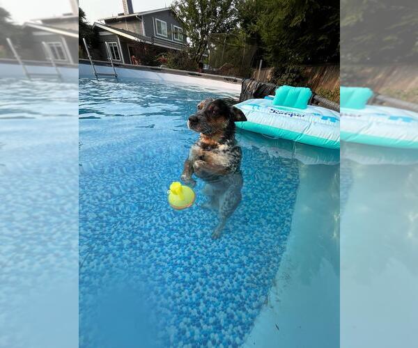 Medium Photo #3 Australian Cattle Dog Puppy For Sale in PUYALLUP, WA, USA