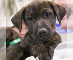 Small #3 Labrador Retriever Mix