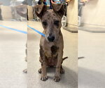 Small Catahoula Leopard Dog Mix