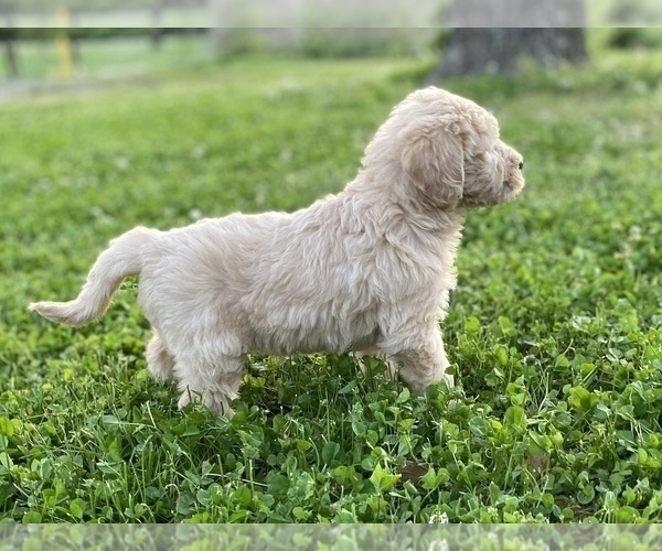 Medium Photo #10 Labradoodle Puppy For Sale in CANON, GA, USA