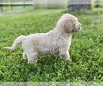 Small Photo #10 Labradoodle Puppy For Sale in CANON, GA, USA