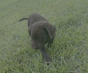 Labrador Retriever Puppy for sale in OSYKA, MS, USA