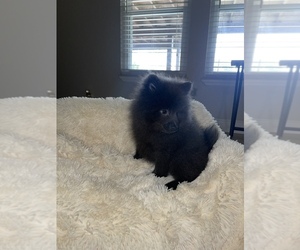 Pomeranian Puppy for sale in WEBSTER, FL, USA