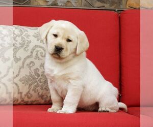 Labrador Retriever Puppy for sale in GORDONVILLE, PA, USA