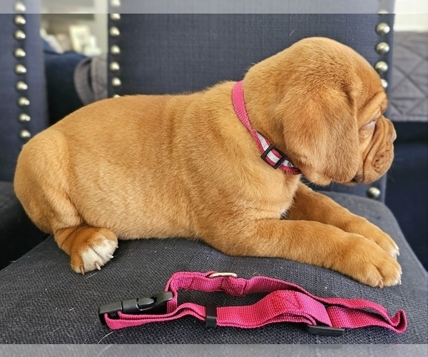 Medium Photo #6 Dogue de Bordeaux Puppy For Sale in RIALTO, CA, USA