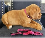 Small Photo #6 Dogue de Bordeaux Puppy For Sale in RIALTO, CA, USA