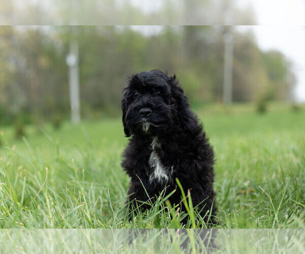 Medium Photo #7 Cocker Spaniel-Poodle (Miniature) Mix Puppy For Sale in WARSAW, IN, USA