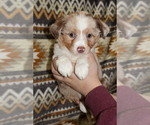 Small Photo #27 Miniature Australian Shepherd Puppy For Sale in ADAIR VILLAGE, OR, USA