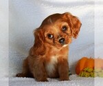Small Photo #1 Cavalier King Charles Spaniel Puppy For Sale in GORDONVILLE, PA, USA