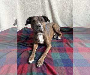 American Bulldog-Unknown Mix Dogs for adoption in New Oxford , PA, USA