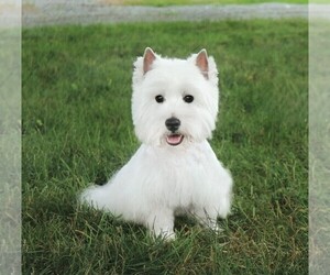 Father of the West Highland White Terrier puppies born on 05/07/2025